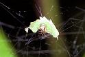 Parasteatoda_lunata_F1935_Z_80_Les Gris_Frankrijk